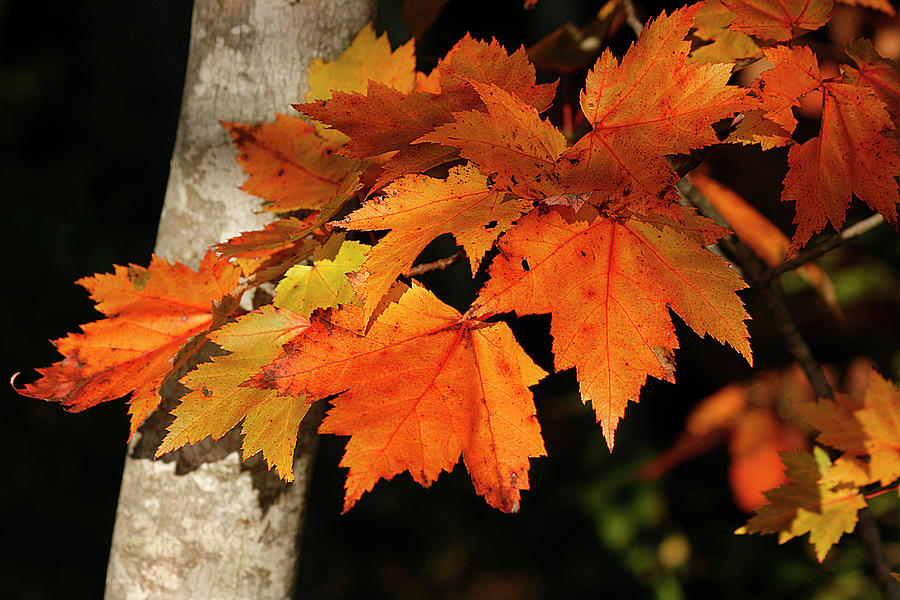 Autumn Maple Leaves Photograph by Cindi Ressler