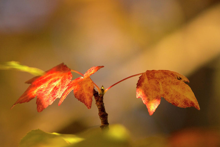 Autumn Maple Leaves Photograph by Bj S