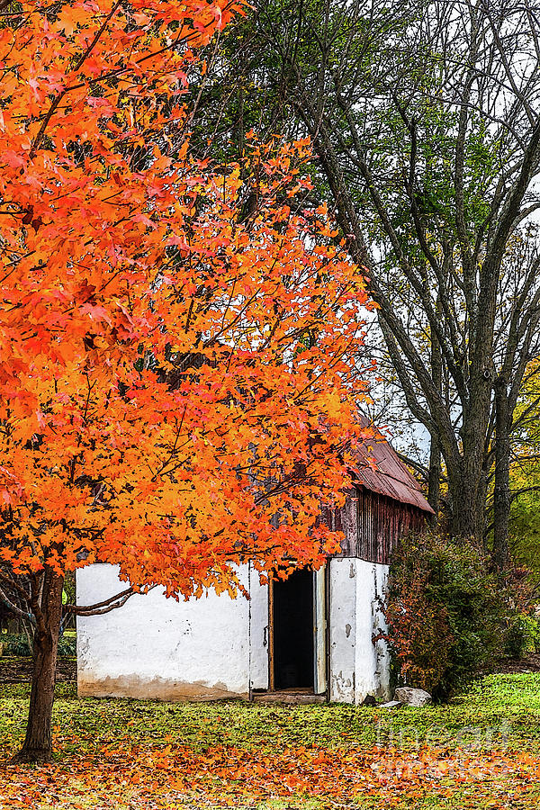 Fall Mixed Media - Autumn Maple With Barn Painterly by Jennifer White
