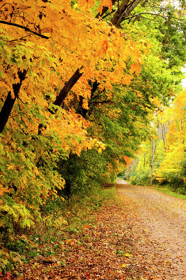 Autumn Maples Photograph by Jenniferphotographyimaging - Fine Art America