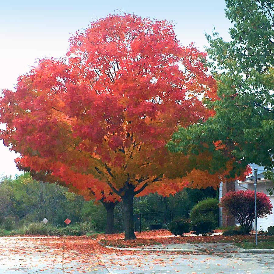 Autumn Maples Photograph by Kay Novy