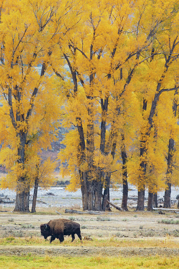 Yellowstone National Park Photograph - Autumn March by Max Waugh