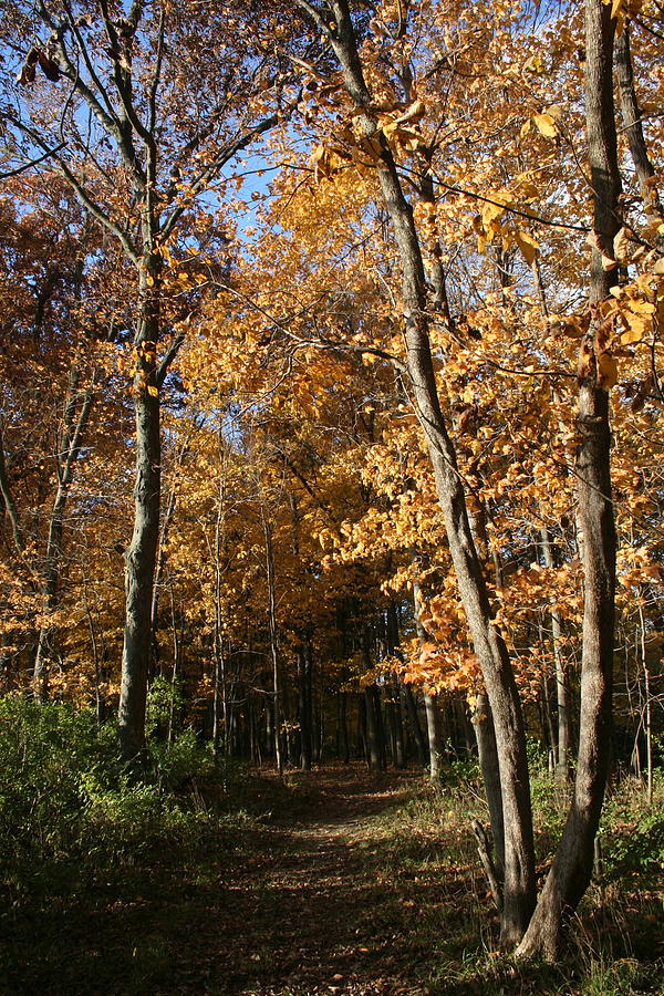Autumn Merwin Trail by Dylan Punke Autumn Merwin Trail by Dylan Punke