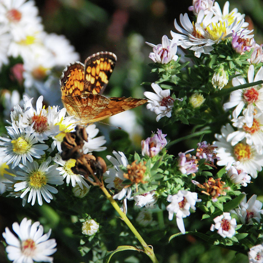 Autumn Michelmas Daisies And A Butterfly Photograph by Moosebitedesign ...