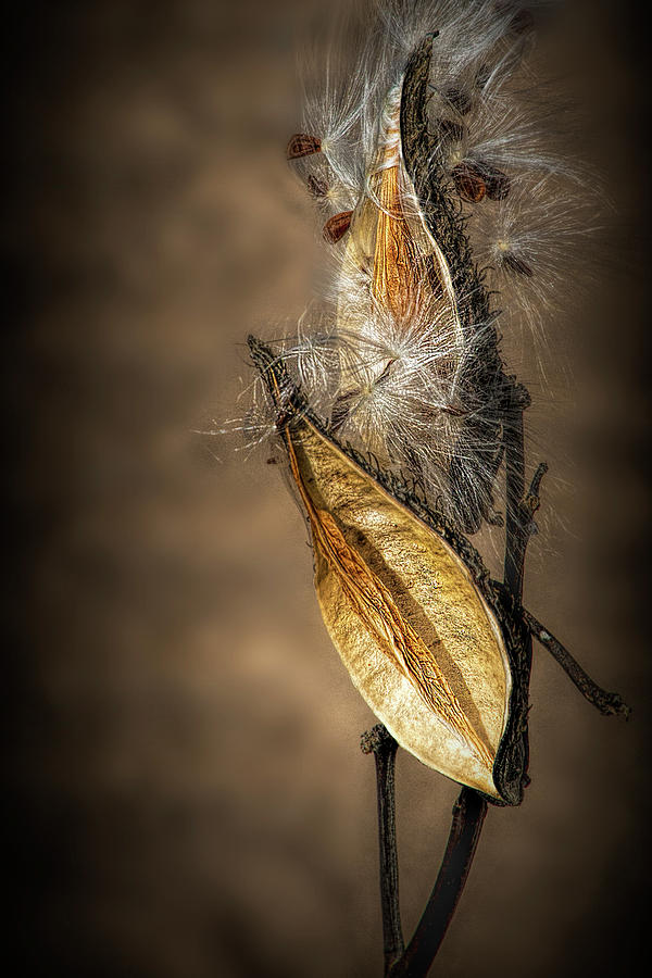 Autumn Milkweed Pods and Seeds Photograph by Randall Nyhof