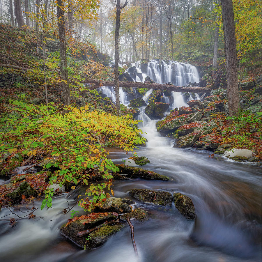 Autumn Mist Photograph by Bill Wakeley