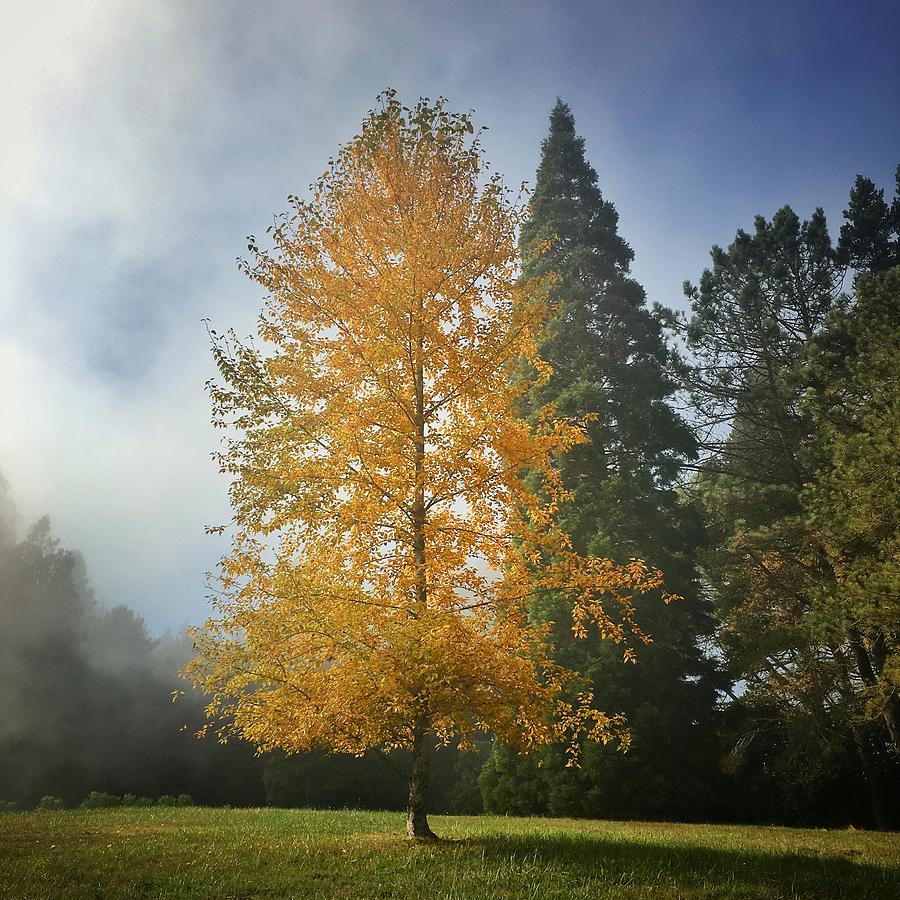 Autumn Mist Photograph by Jerry Abbott