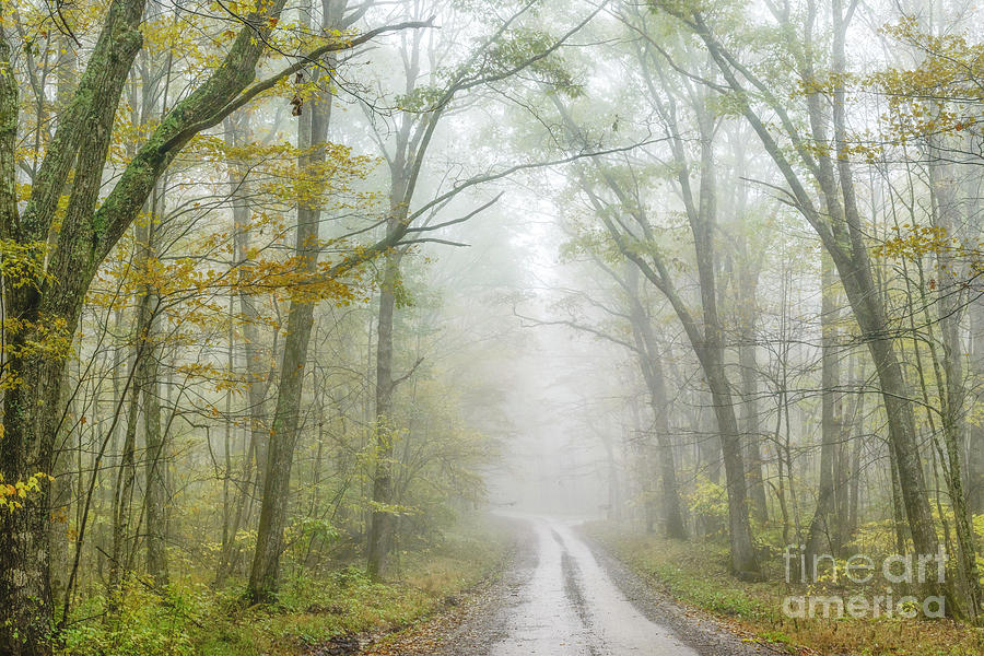 Autumn Mist Monongahela National Forest Photograph by Thomas R Fletcher