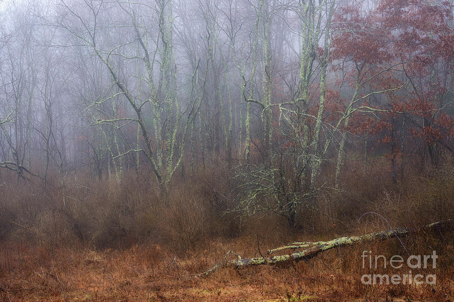 Autumn Mist Wildlife Management Area Photograph by Thomas R Fletcher