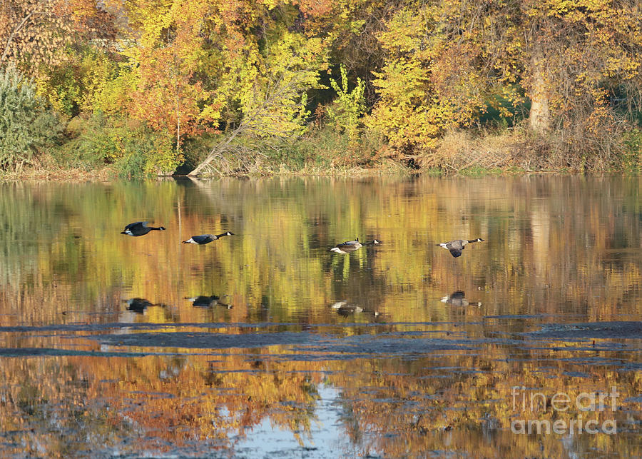 Autumn Moment with Flying Geese Photograph by Carol Groenen