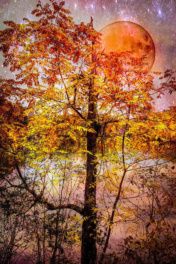 Autumn Moon Photograph by Debra and Dave Vanderlaan