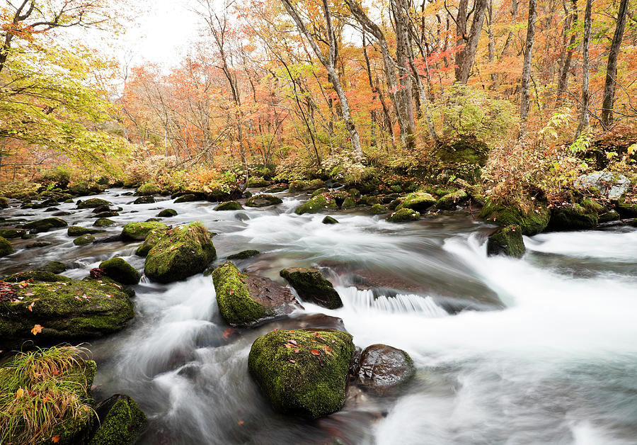 Autumn Mountain Stream Photograph by Ooyoo