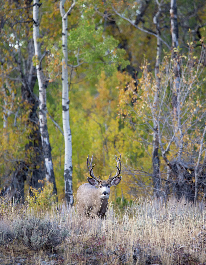 Grand Teton National Park Photograph - Autumn Mule Deer by Max Waugh