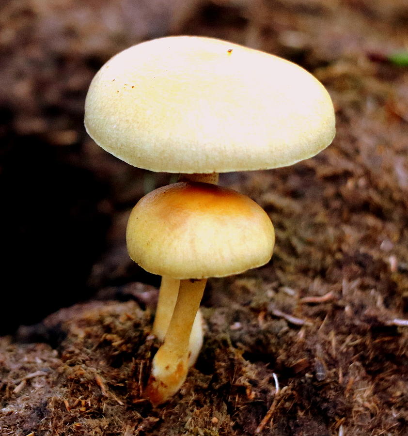 Autumn mushrooms Photograph by Lukasz Ryszka