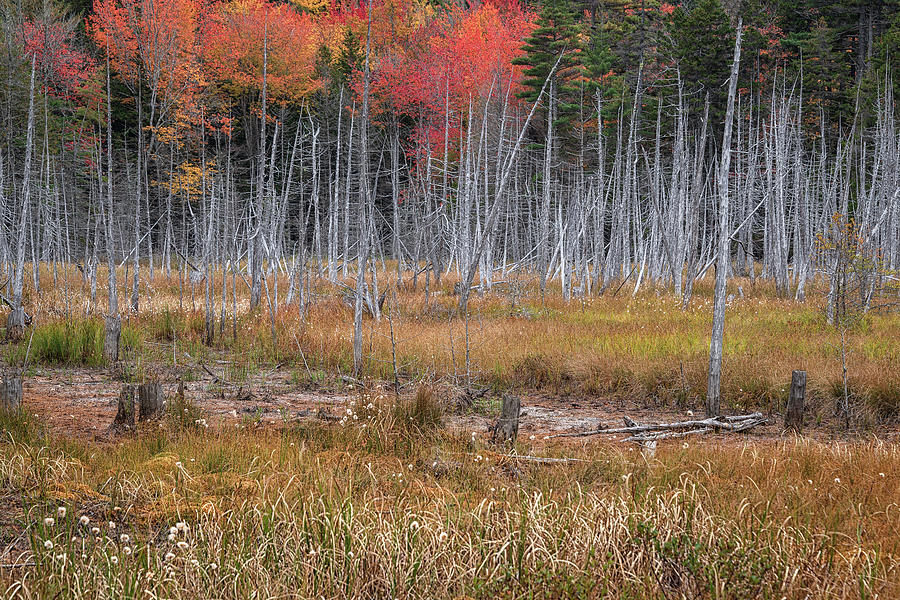 Autumn n Maine 24 Photograph by Robert Fawcett