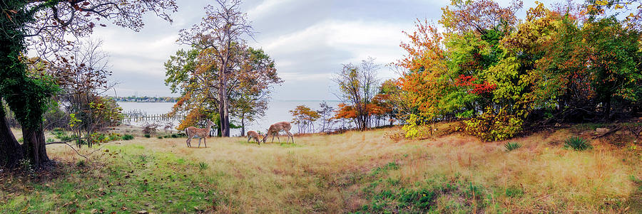 Autumn Nature View Photograph by Brian Wallace
