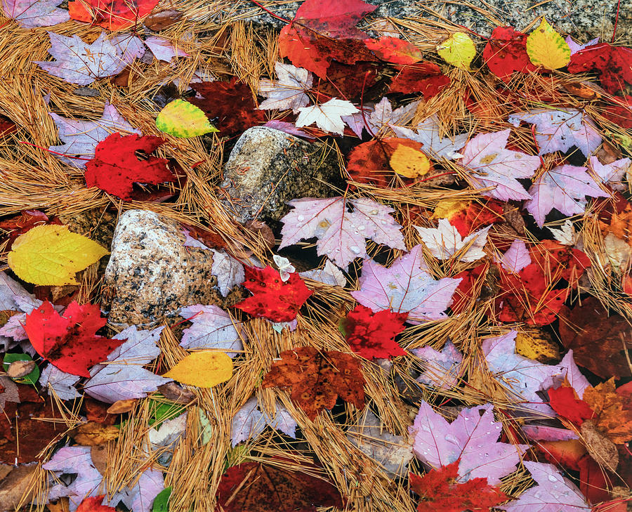 Autumn Needles And Maple Leaves Photograph by Jeff Foott