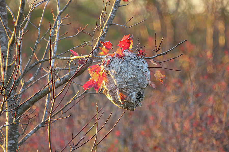 Autumn Nest Photograph by Brook Burling