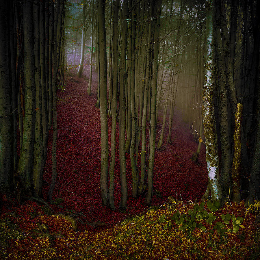 Autumn Nostalgia Photograph by Alessandro Traverso
