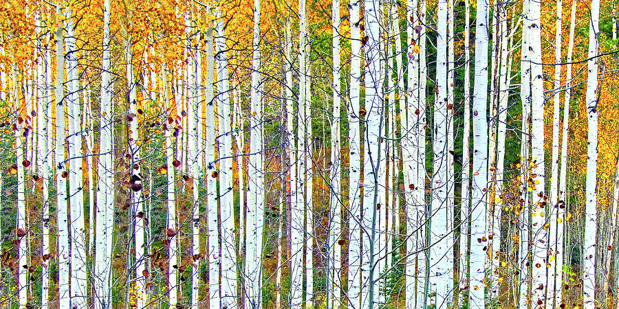Fall Mixed Media - Autumn Nov by Ata Alishahi