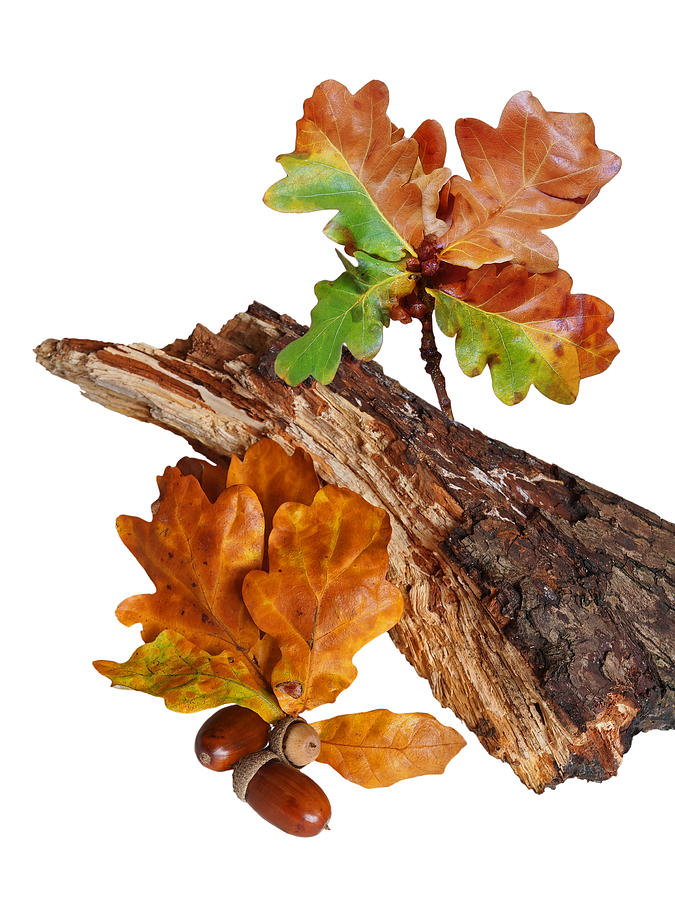 Fall Photograph - Autumn Oak Leaves And Acorns On White by Gill Billington