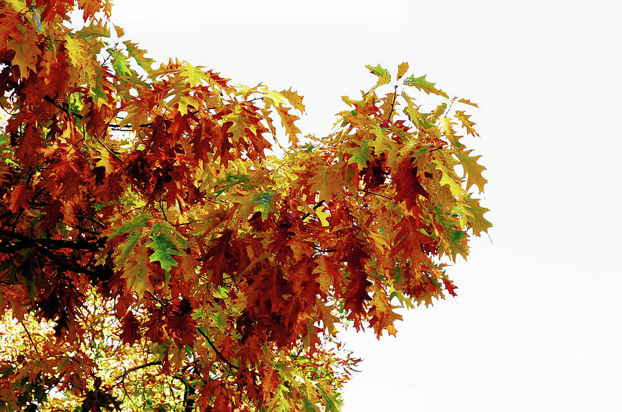 Autumn Oak Leaves Photograph by Elaine Manley