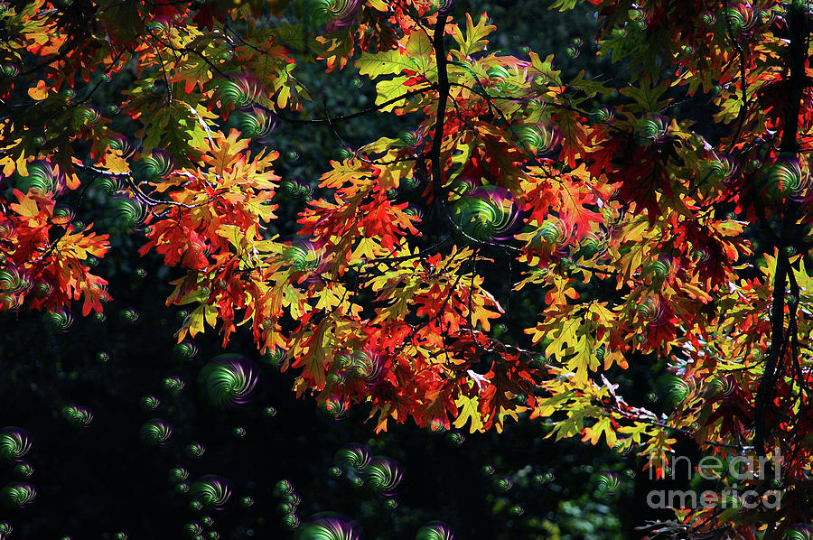 Autumn Oak Magic Photograph by Elaine Manley