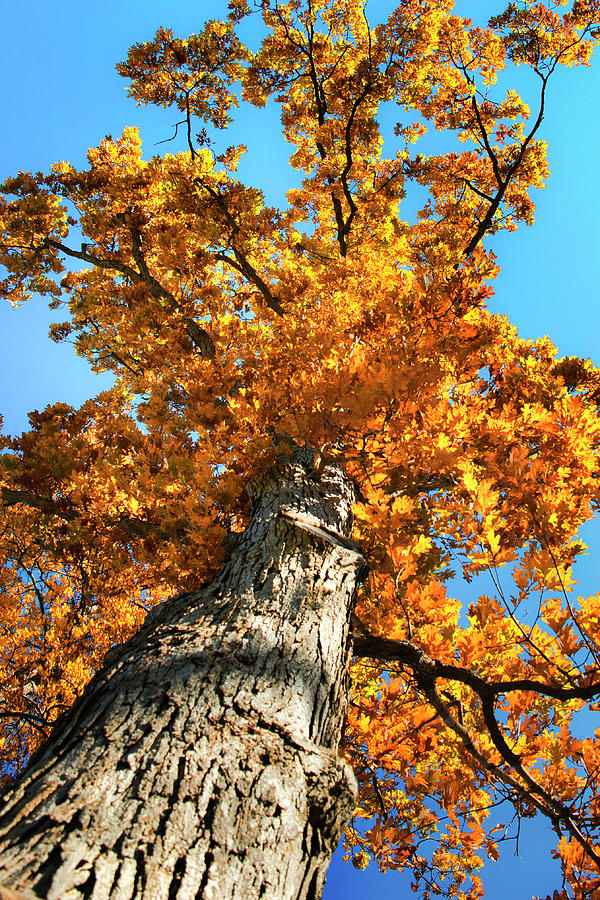 Autumn Oak Tree Photograph by Christina Rollo