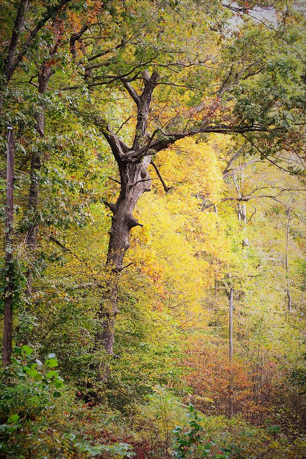 Fall Photograph - Autumn Oak Tree by Paul Hennrich