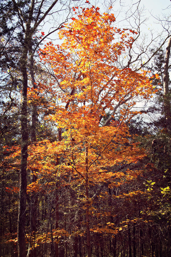 Autumn Ochre And Gold Photograph by Laura Vilandre