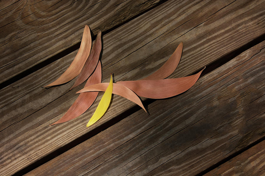 Autumn on the Boardwalk - Earleaf Acacia Leaves Photograph by Mitch Spence