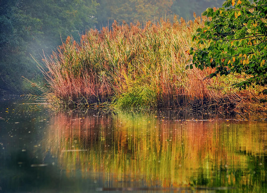 Sea Grass On Blind Brook In Fall Colors Photograph by Cordia Murphy