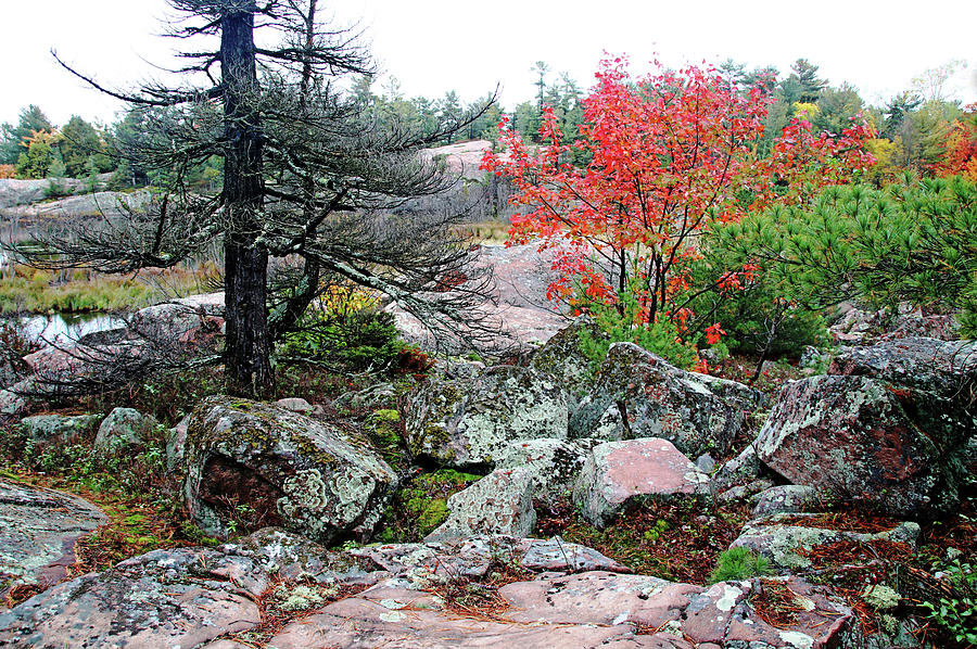Autumn On The Rocks Photograph by Debbie Oppermann