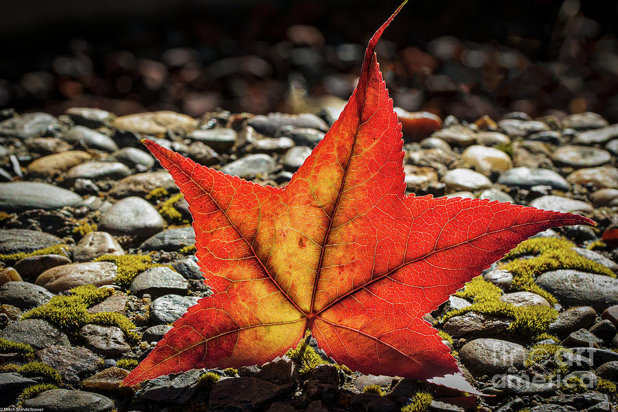 Autumn On The Rocks Photograph by Mitch Shindelbower