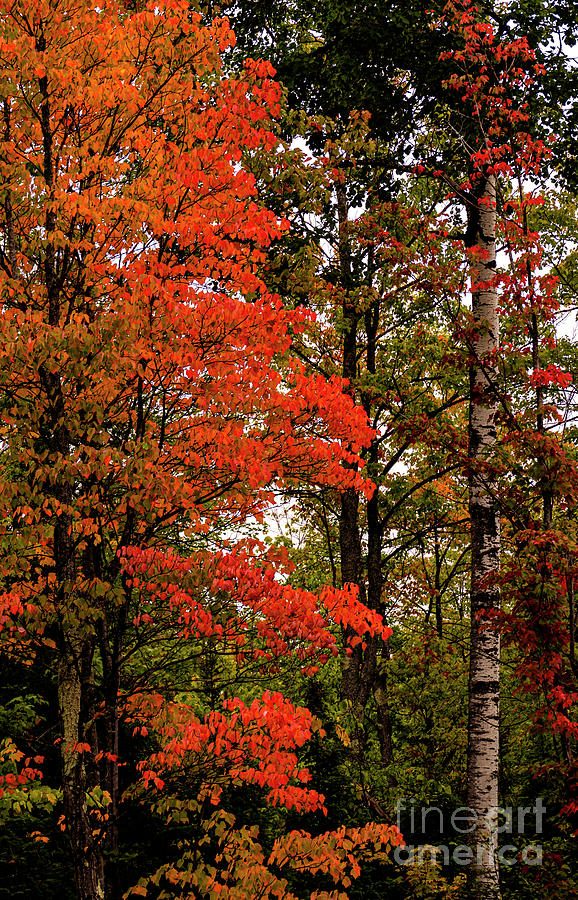 Autumn Orange Photograph by Sandra Js