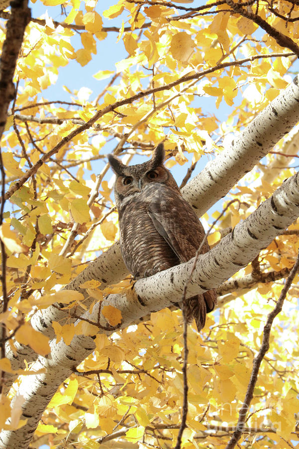 Autumn Owl Photograph by Carol Groenen