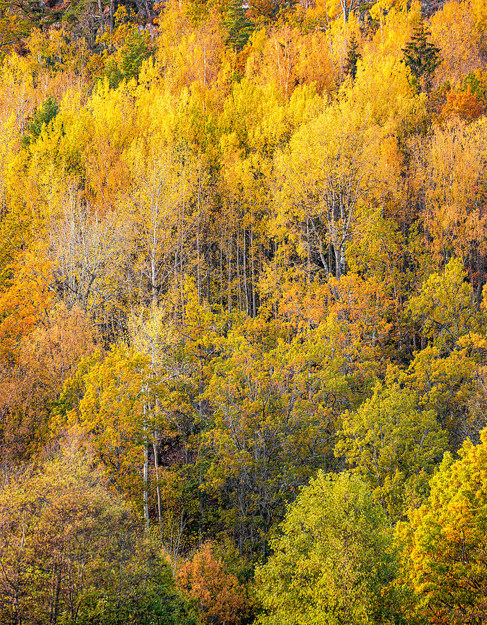 Autumn Palette Photograph by Christian Lindsten
