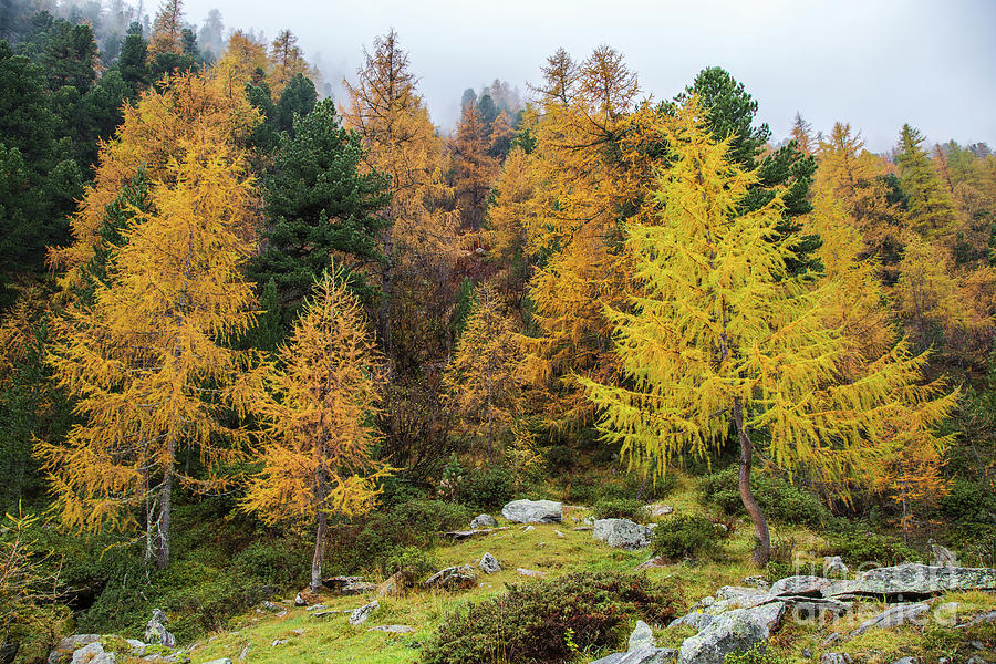Autumn Palette Photograph by Eva Lechner