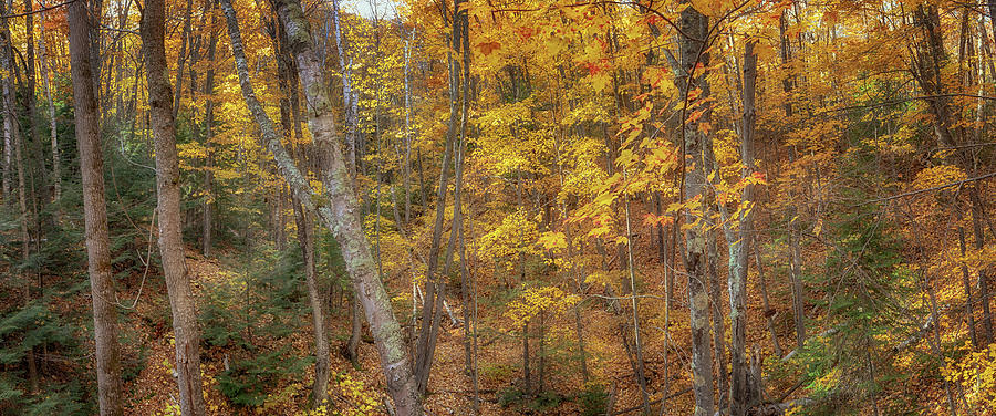 Autumn Panorama Photograph by Susan Rissi Tregoning