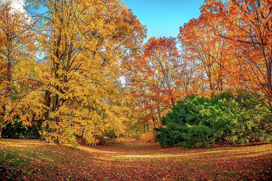 Autumn Park Color Photograph