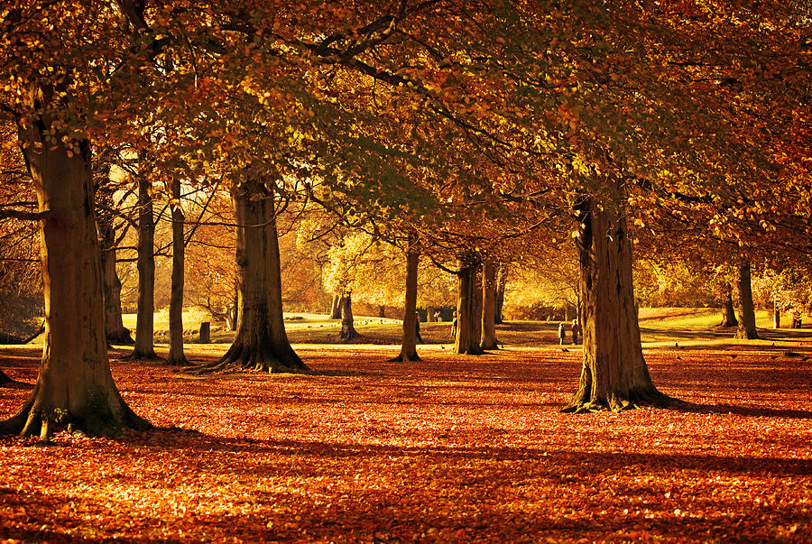 Autumn Park Photograph by Lorado