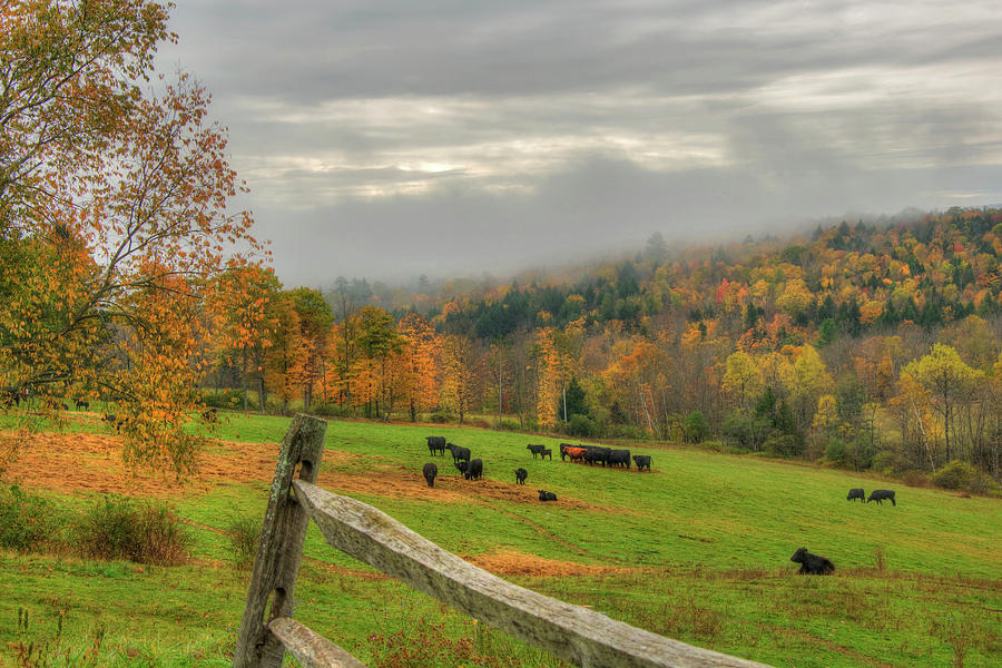 Autumn Pasture -  Photograph by Joann Vitali