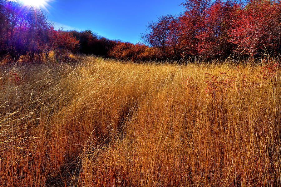 Landscape Photograph - Autumn Path by David Patterson