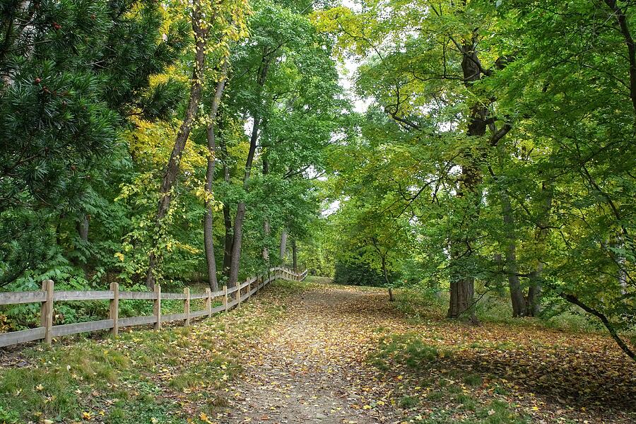 Fall Photograph - Autumn Path in the Arboretum by Adam Gladstone