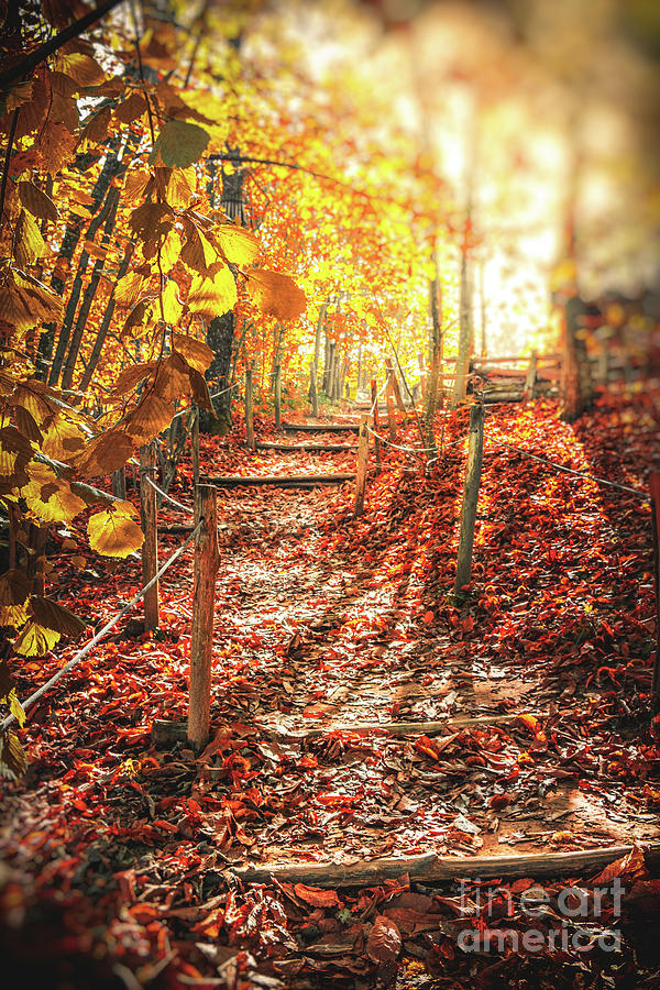 Fall Photograph - Autumn Path In The Woods Sunlight Morning Fall Vertical by Luca Lorenzelli