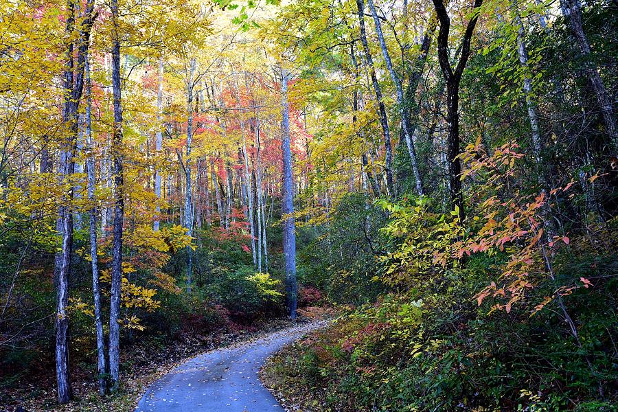 Autumn Path Photograph by Lynn Hunt