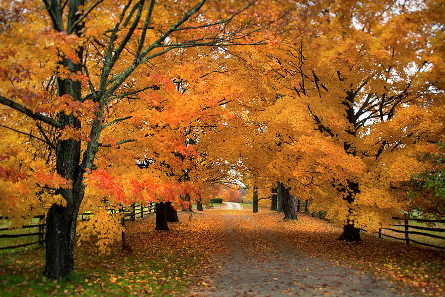 Autumn Path - New Hampshire Photograph by Joann Vitali - Fine Art America