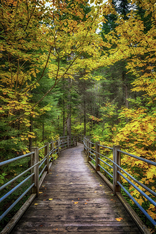 Autumn Pathway Photograph by Susan Rissi Tregoning