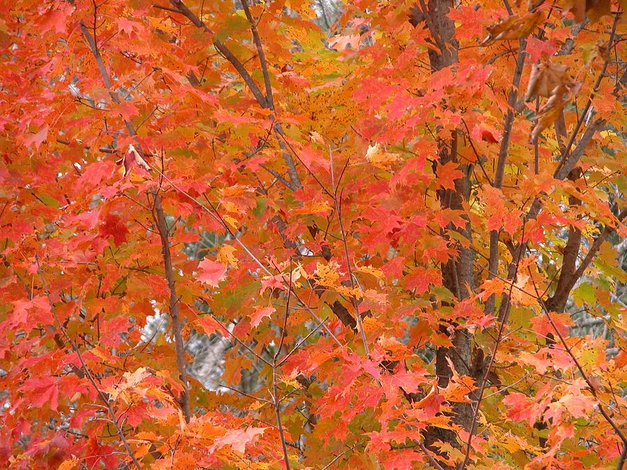 Autumn Peak Photograph by Imagenhanced