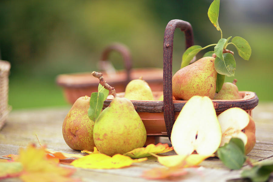 Autumn Pears In Wooden Basket With Photograph by Sasha Bell